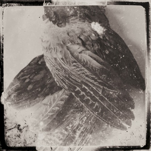 Pochette de The World Without Us