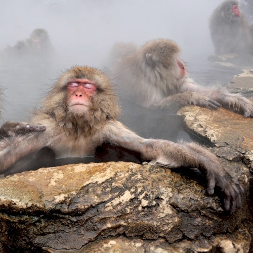 Pochette de Ultima Necat